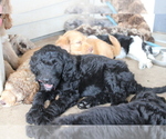 Puppy Glory Goldendoodle