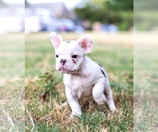 Medium Photo #11 French Bulldog Puppy For Sale in ARLINGTON, TX, USA