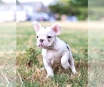 Small Photo #11 French Bulldog Puppy For Sale in ARLINGTON, TX, USA