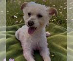 Small #5 Poodle (Miniature) Mix