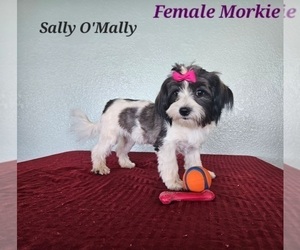 Mother of the Morkie puppies born on 09/18/2025