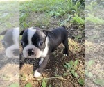 Small #1 Boston Terrier