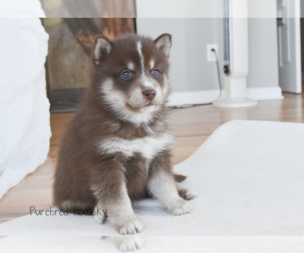 Medium Photo #4 Pomsky Puppy For Sale in KANSAS CITY, MO, USA