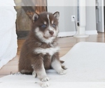 Small #3 Pomsky