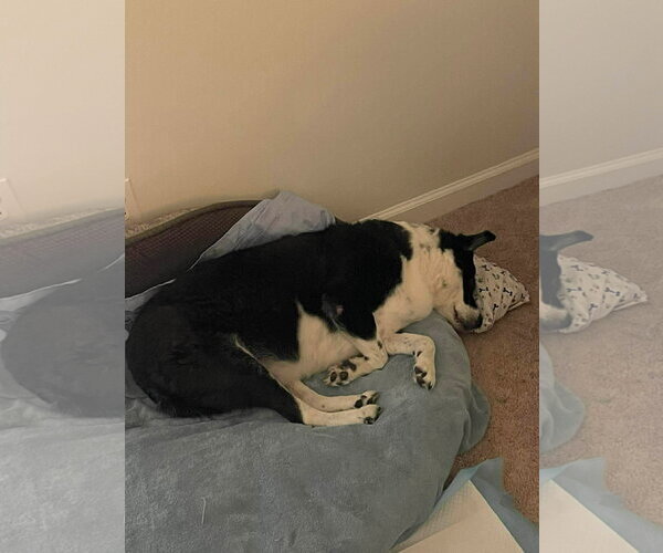 Medium Photo #2 Border Collie Puppy For Sale in Stratham, NH, USA