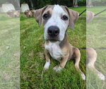 Small #5 Bulldog Mix