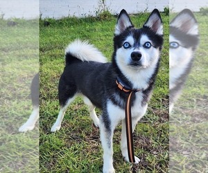 Father of the Alaskan Klee Kai puppies born on 03/22/2025