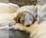 Small Photo #3 Goldendoodle Puppy For Sale in DAVIS, CA, USA