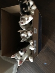 Siberian Husky Puppy for sale in LITTLE ELM, TX, USA