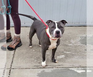 Mutt Dogs for adoption in Louisville, KY, USA