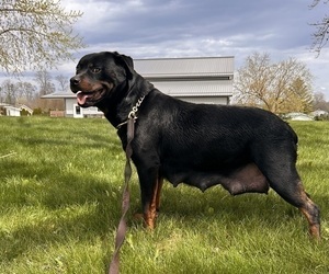 Mother of the Rottweiler puppies born on 03/14/2025