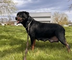 Small Photo #1 Rottweiler Puppy For Sale in MIDDLEBURY, IN, USA