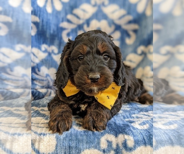 Medium Photo #4 Cocker Spaniel-Poodle (Miniature) Mix Puppy For Sale in NOTTINGHAM, PA, USA