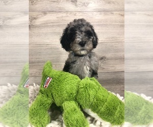 Sheepadoodle Puppy for sale in CRESTON, OH, USA