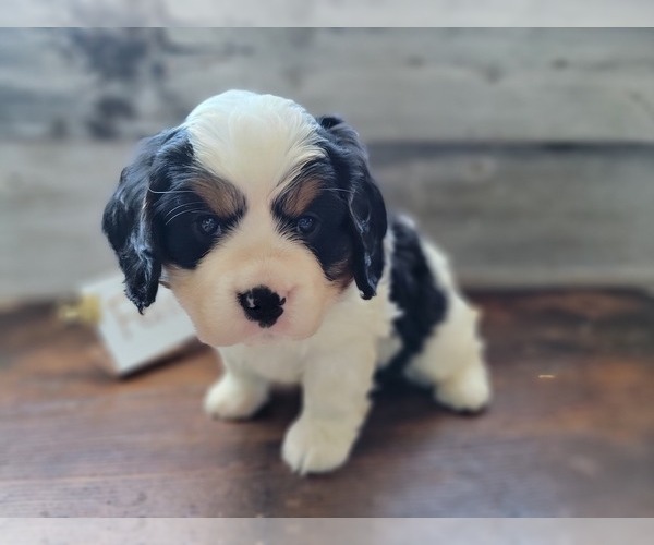 Medium Photo #14 Bernese Mountain Dog-Cavalier King Charles Spaniel Mix Puppy For Sale in CUBA CITY, WI, USA