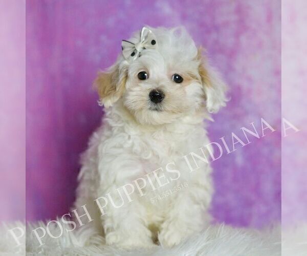 Medium Photo #53 Maltipoo (Miniature) Puppy For Sale in WARSAW, IN, USA