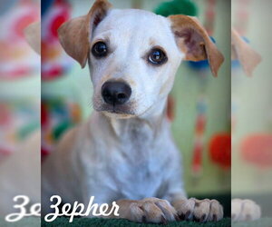 Dachshund-Unknown Mix Dogs for adoption in Chino Hills, CA, USA