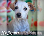 Small Dachshund Mix
