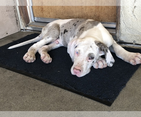 Medium Photo #3 Great Dane Puppy For Sale in FONTANA, CA, USA