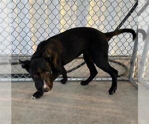 Labrador Retriever-Unknown Mix Dogs for adoption in Bakersfield, CA, USA