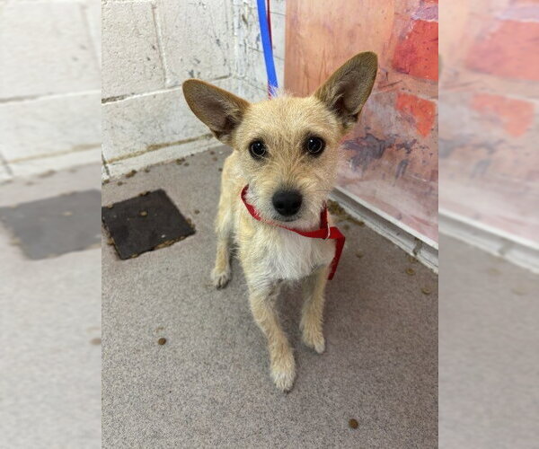 Medium Photo #1 Mutt Puppy For Sale in San Bernardino, CA, USA