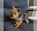 Small #2 Mutt
