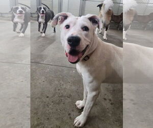Boxer-Unknown Mix Dogs for adoption in Germantown, OH, USA
