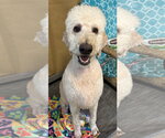 Small #6 Labradoodle