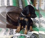 Puppy Grey Doberman Pinscher