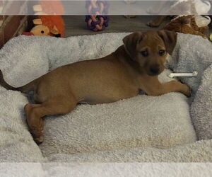 Boxer Dogs for adoption in Austin, TX, USA