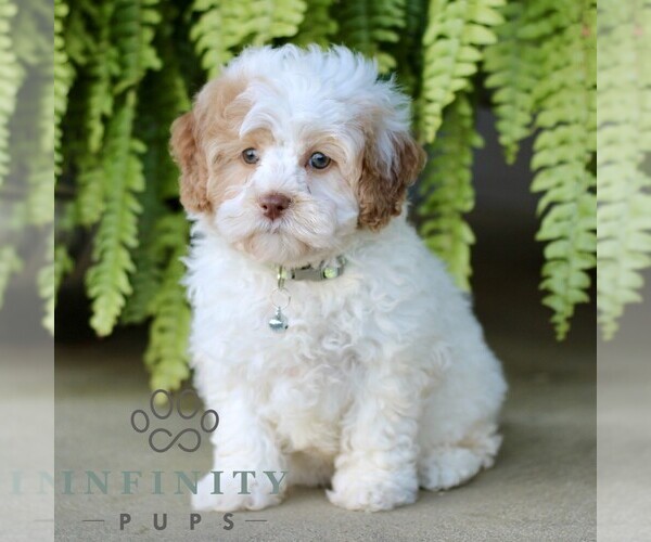 Medium Photo #1 Shih-Poo Puppy For Sale in GORDONVILLE, PA, USA