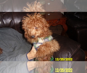 Poodle (Toy) Puppy for sale in DULUTH, GA, USA