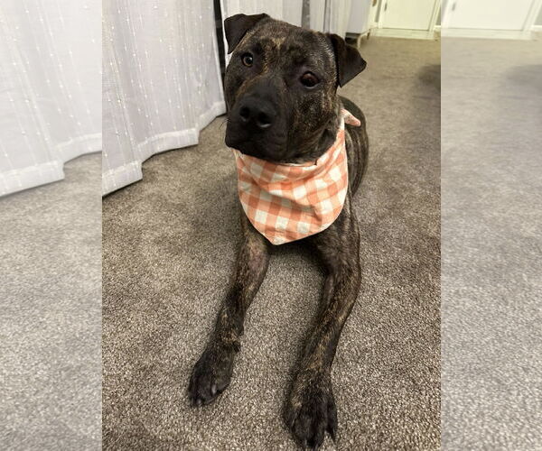 Medium Photo #8 American Pit Bull Terrier-Unknown Mix Puppy For Sale in Minneapolis, MN, USA