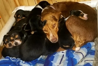 Mother of the Beagle puppies born on 09/22/2018