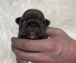 Small Photo #6 French Bulldog Puppy For Sale in SOMERS, MT, USA
