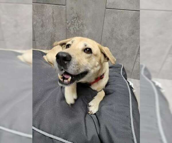 Medium Photo #3 Mutt Puppy For Sale in New York, NY, USA