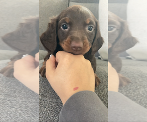 Dachshund Puppy for sale in RIALTO, CA, USA
