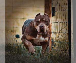 Father of the American Bully puppies born on 10/24/2022