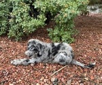 Small Photo #2 Bernedoodle Puppy For Sale in DURANGO, CO, USA