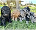 Small Photo #3 Goldendoodle Puppy For Sale in ALLENDALE, MI, USA