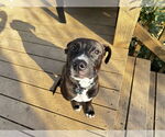 Small #1 Mutt
