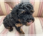 Small Photo #6 Poodle (Toy) Puppy For Sale in ARLINGTON HTS, IL, USA
