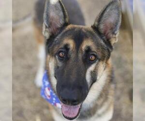 German Shepherd Dog Dogs for adoption in San Antonio, TX, USA