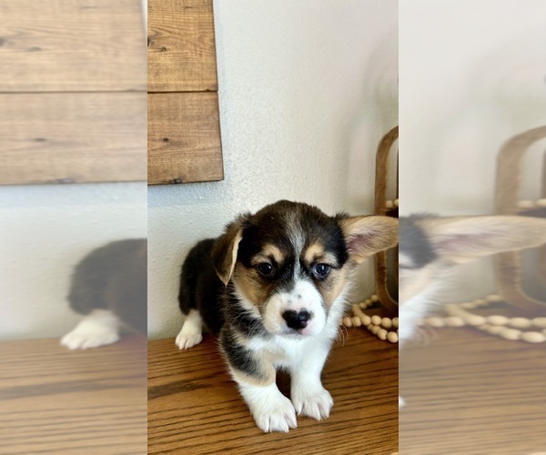 Medium Photo #6 Pembroke Welsh Corgi Puppy For Sale in ROCK VALLEY, IA, USA
