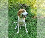 Small #2 Treeing Walker Coonhound Mix