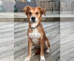 Small Photo #1 Labrador Retriever-Unknown Mix Puppy For Sale in Stephens City, VA, USA