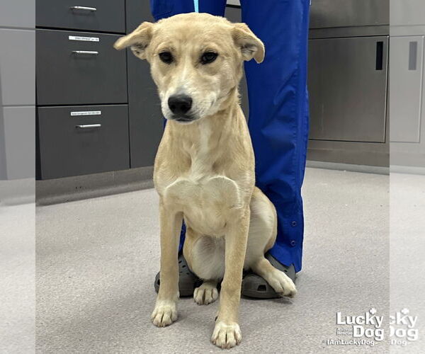 Medium Photo #2 Labrador Retriever-Unknown Mix Puppy For Sale in Washington, DC, USA