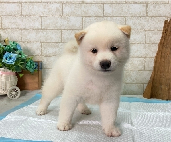 Medium Photo #1 Shiba Inu Puppy For Sale in SEATTLE, WA, USA