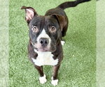 Small #1 American Bulldog Mix