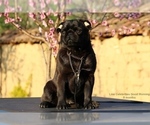 Small Photo #1 Pug Puppy For Sale in Veliko Turnovo, Veliko Turnovo, Bulgaria
